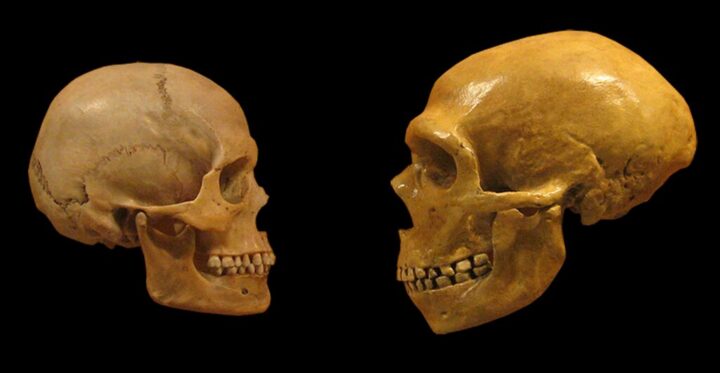Em comparação com nós, humanos modernos, os neandertais viveram por muito mais tempo — mas acabaram se extinguindo há alguns milênios (Imagem: hairymuseummatt/DrMikeBaxter/CC-BY-S.A-4.0)