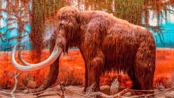 Escultura de mamute em exibição