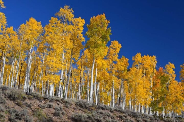 Uma floresta de álamos tremedores em tons vibrantes de amarelo outonal cobre uma encosta no Parque Nacional de Fishlake, Utah. As árvores, parte do organismo clonal Pando, estão iluminadas sob um céu azul claro. Foto por J Zapell. Domínio público, via Wikimedia Commons.