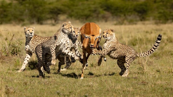 Guepardo ensina os filhotes a caçar, capturando um antílope