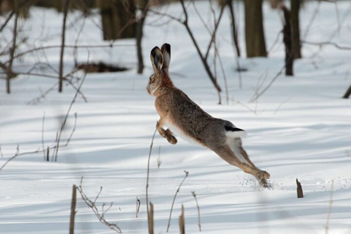 Lebre-europeia saltando na neve