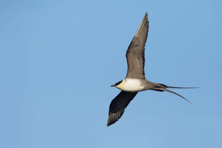 Um dos animais mais rápidos do mundo, o murrilete austral voando na região do Alasca