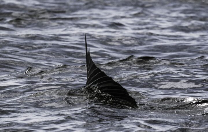 O peixe-vela é considerado um dos animais mais rápidos do mundo