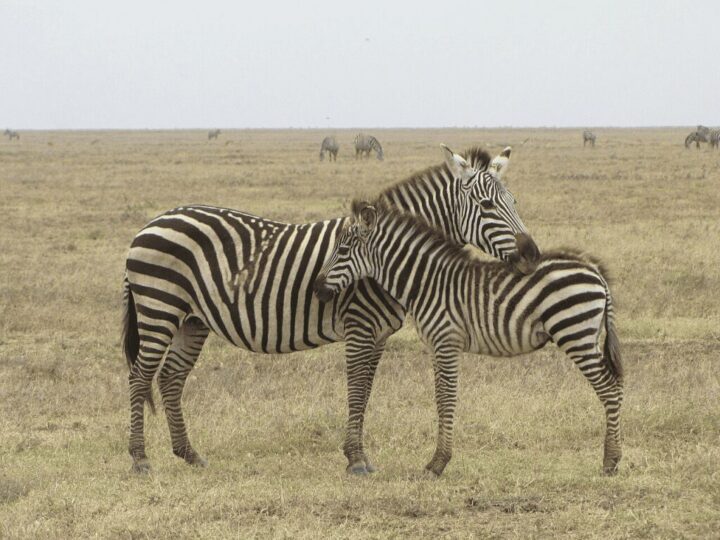 Duas zebras no Serengeti