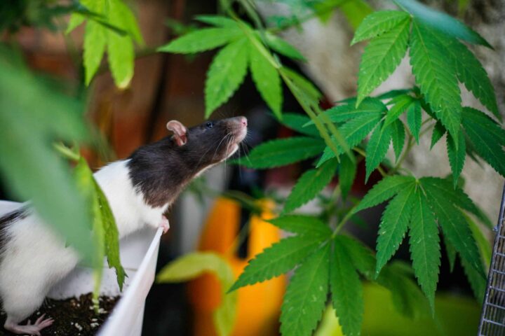 Imagem mostra um ratinho cheirando uma planta