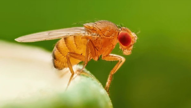 foto em zoom de uma mosca da fruta em uma folha