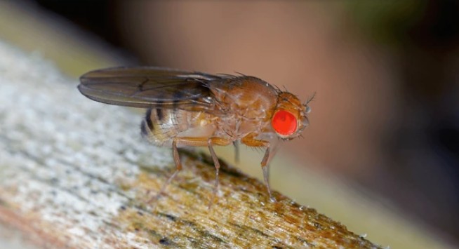close de uma mosca da fruta em uma superfície de madeira