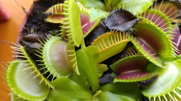 A imagem mostra uma Dionaea muscipula, conhecida como armadilha de Vênus. É uma planta carnívora com folhas verdes e bordas dentadas, que funcionam como pequenas armadilhas para capturar insetos.