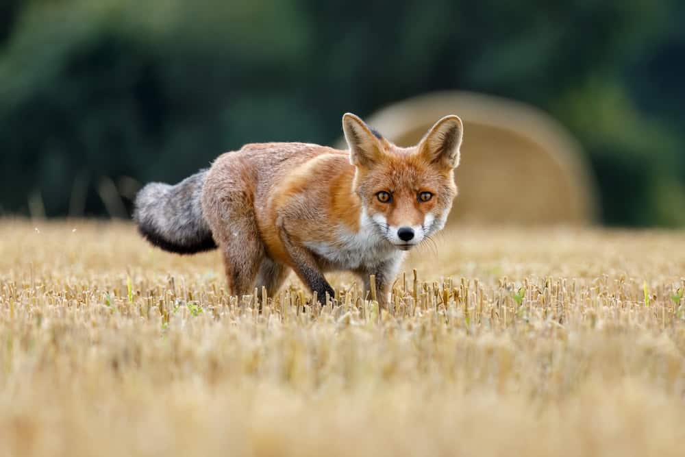 Raposa vermelha está parada no meio de uma vegetação.