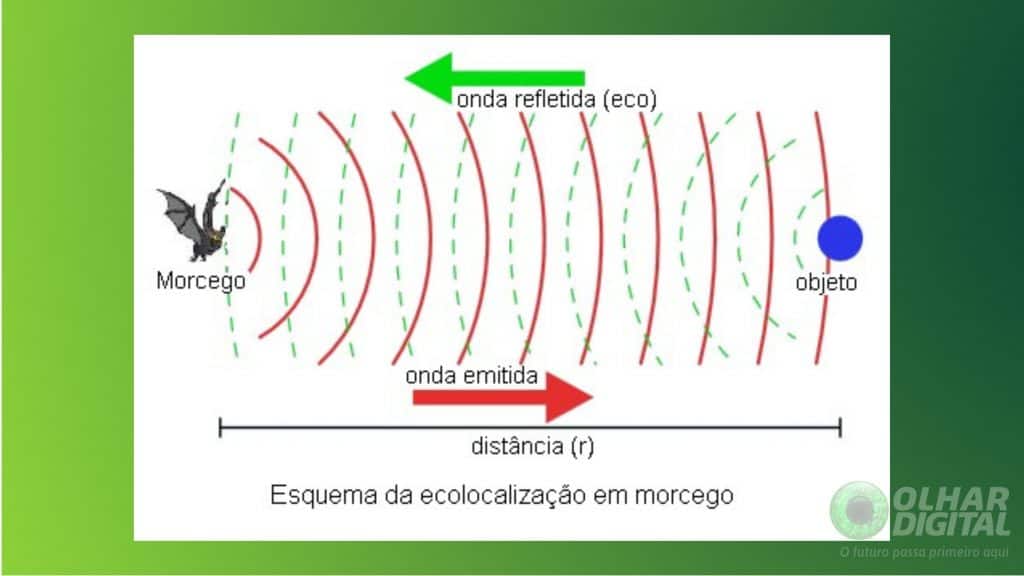 diagrama que demonstra como os morcegos recebem estimulos sonoros e reagem a eles
