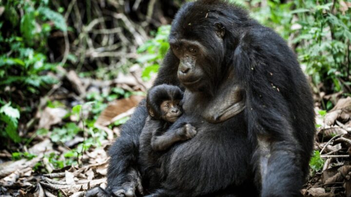 Gorila com um filhote ao colo