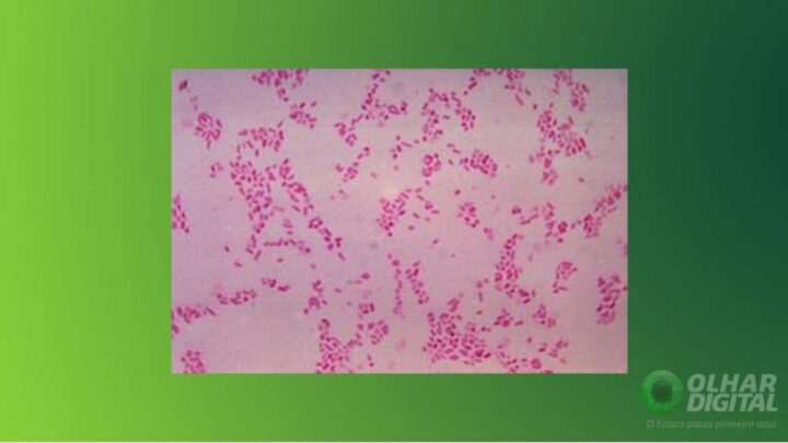 Bacteroides fragilis