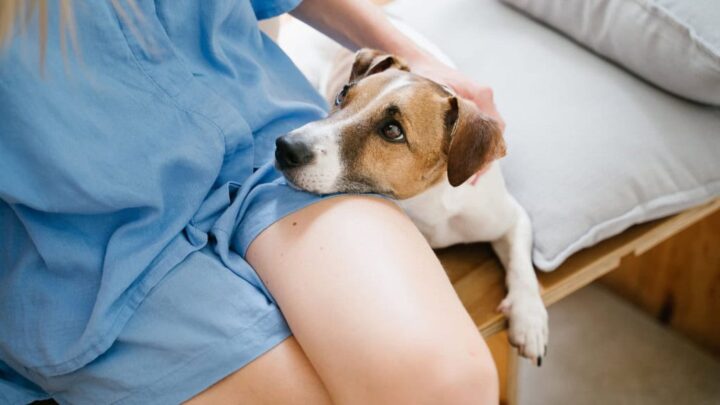 Um cachorro deitado repousa a cabeça no colo de uma pessoa sentada, que o acaricia com carinho. A cena transmite acolhimento e vínculo afetivo entre tutor e pet.