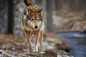 Por que não usamos lobos “domesticados” em vez de cães?