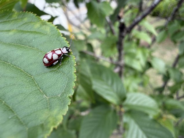 iPhone 17 Pro - modo macro automático