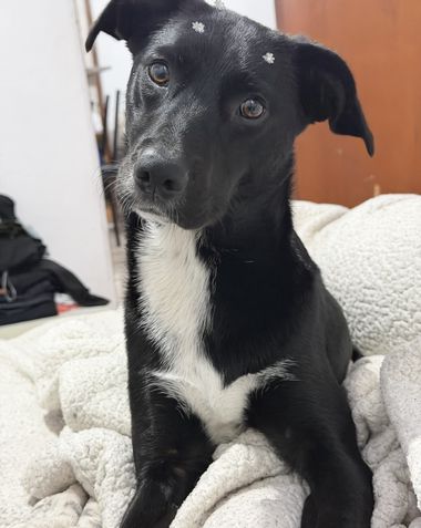 iPhone 17 Pro - Câmera principal