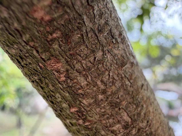 iPhone 17 Pro - modo macro automático