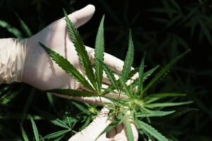 Cannabis e cerveja compartilham genes sexuais de 28 milhões de anos