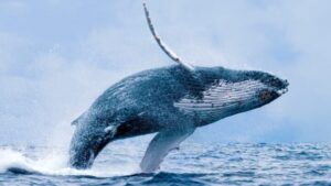 Sons misteriosos vindos do oceano são decifrados pela primeira vez