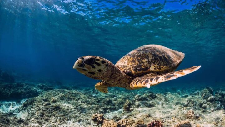 Aquecimento do oceano já altera a desova da tartaruga-comum