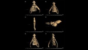 Tecnologia 3D revela besouro mais antigo que dinossauros no Ceará