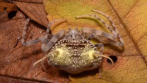 Aranha usa “fungo zumbi” para se camuflar de inimigos e matar presas