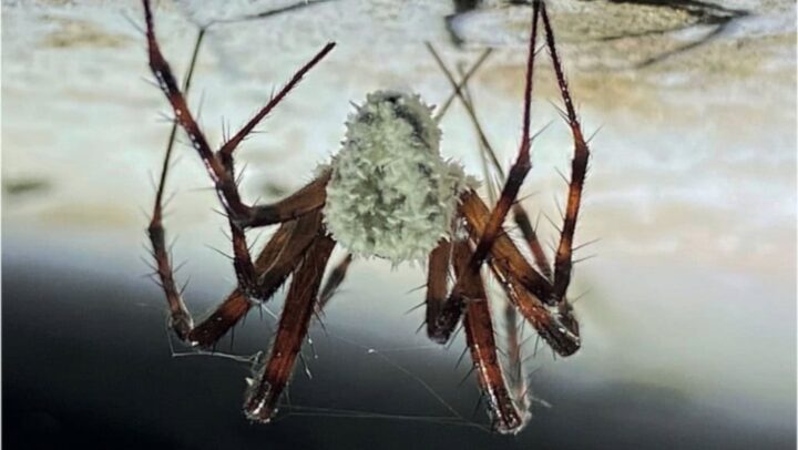 Aparência de uma aranha infectada pelo fungo Gibellula