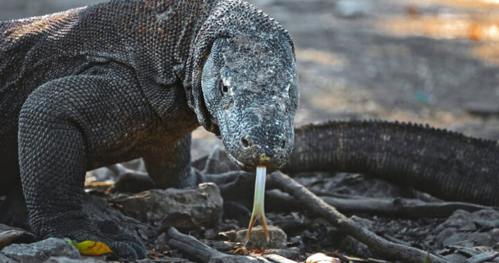 foto de um dragão de komodo com a língua para fora