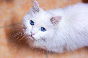 Gatos idosos podem ajudar a desvendar o envelhecimento do cérebro humano