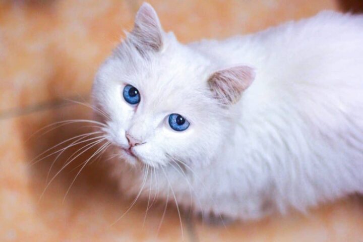 gato branco de olhos azuis olhando para cima