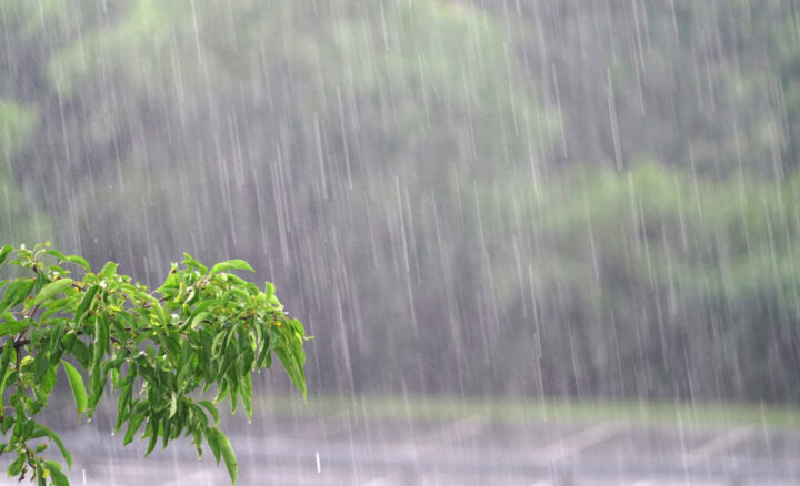 árvore sob chuva forte